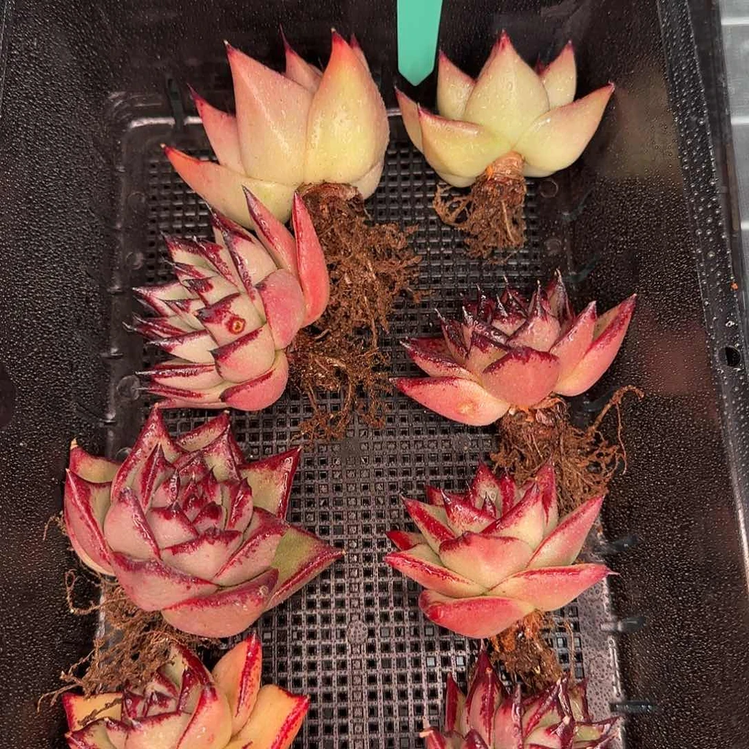 从前慢花园精选0116-184