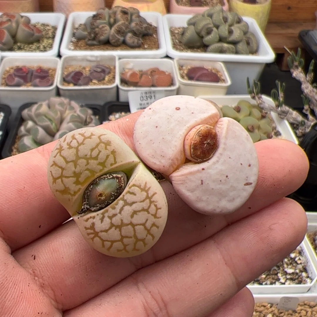 似*，0401号2颗 多肉植物