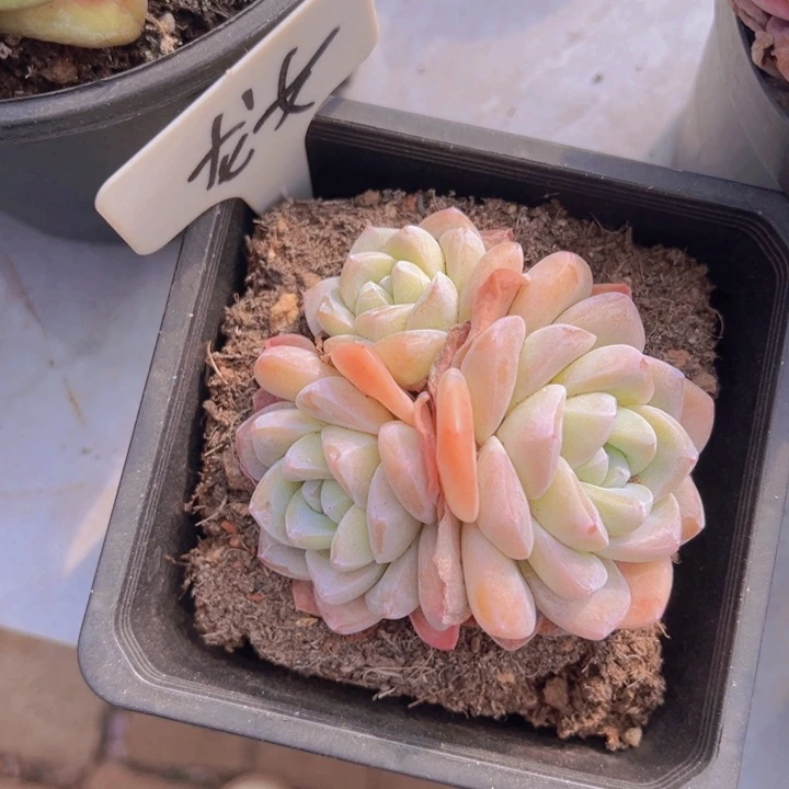 健健康康平平安安