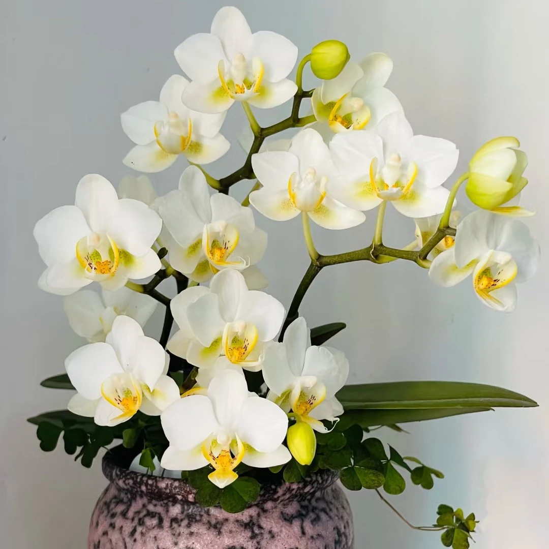 【多头洛桑】3.5寸杯    分生多头弱根子 丰花型