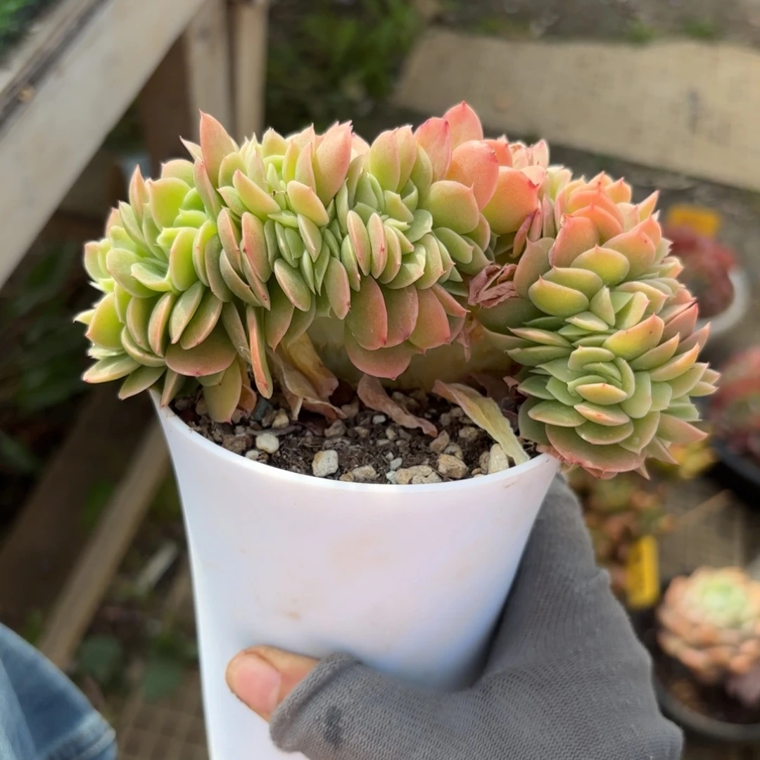 星纳塔88888888888多肉