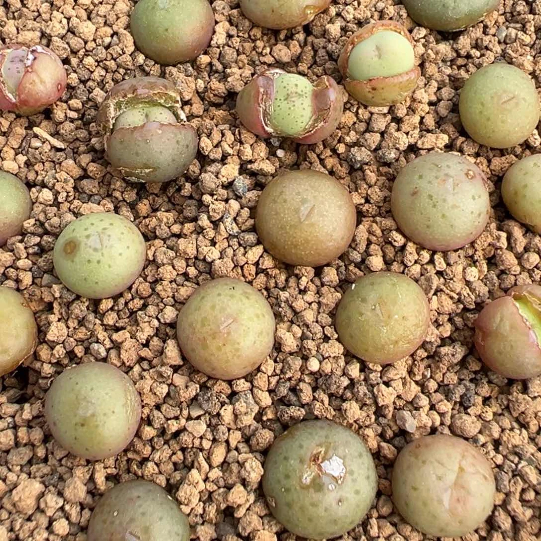 量拍海豚嘴大g7颗