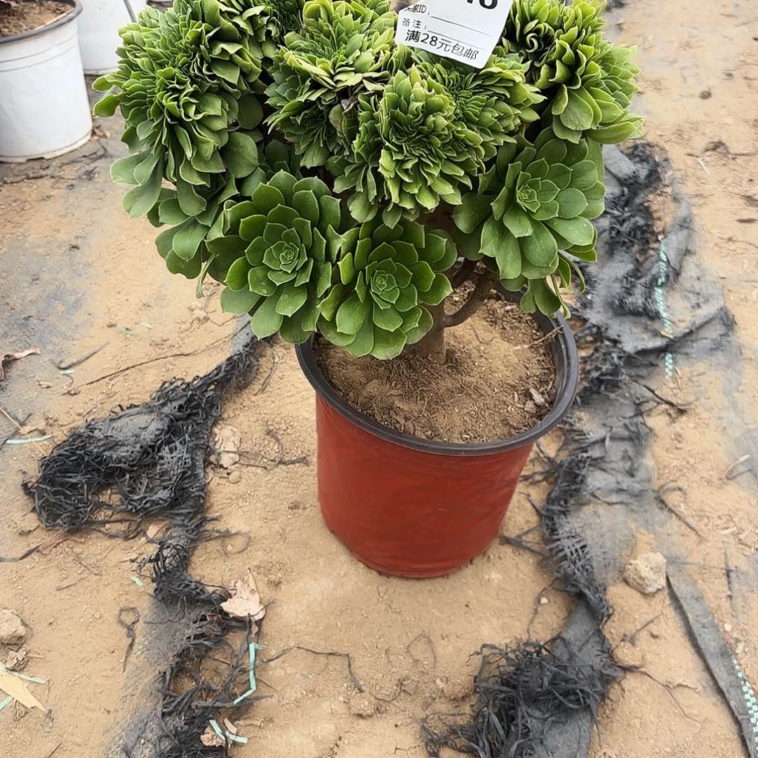 046绿杨蓉缀多肉植物