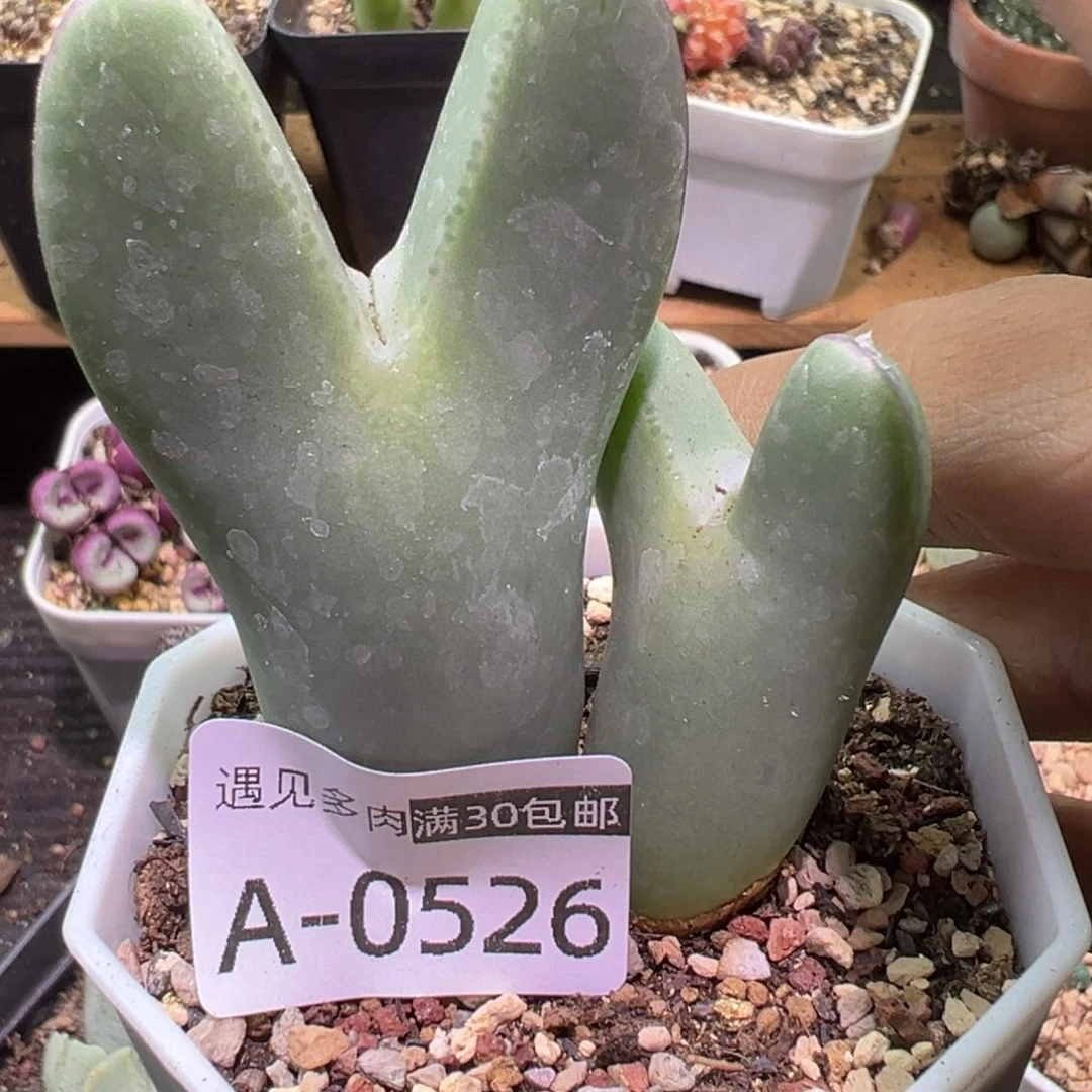 多肉植物1111111111111