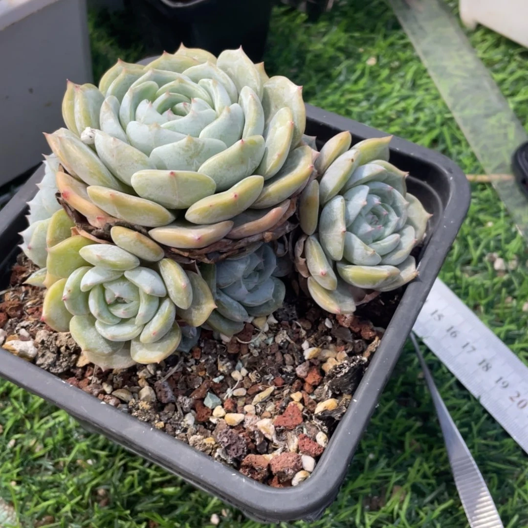 7头劳林冠幅13 公分一物一拍