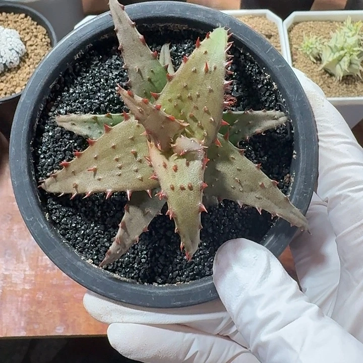 丫***头卡萨帝芦荟仙人球1234