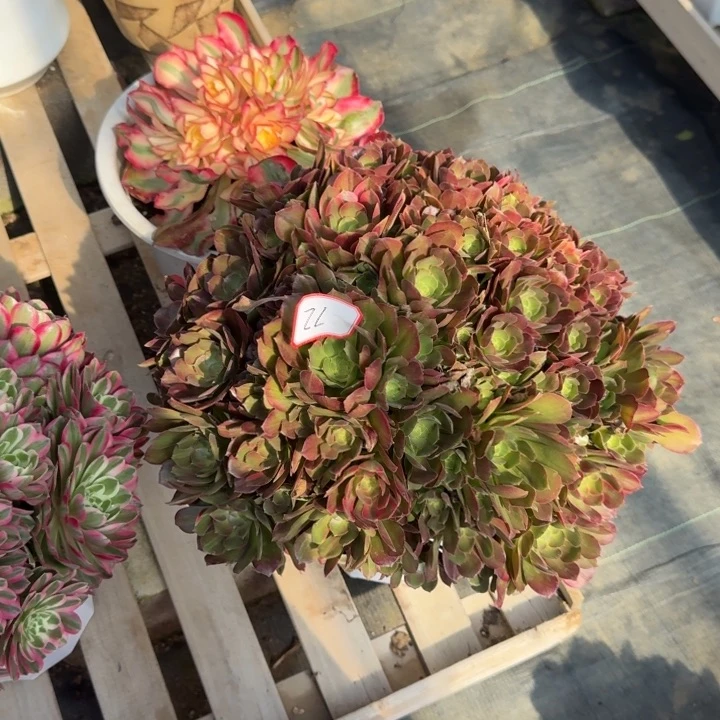 花咖喱月又圆0330～72