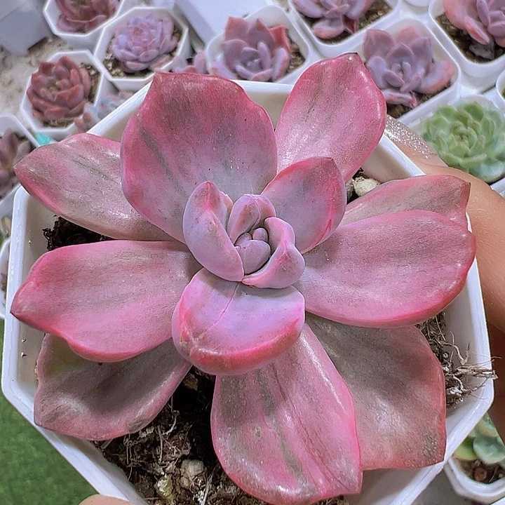 彩虹糖锦19包邮多肉植物