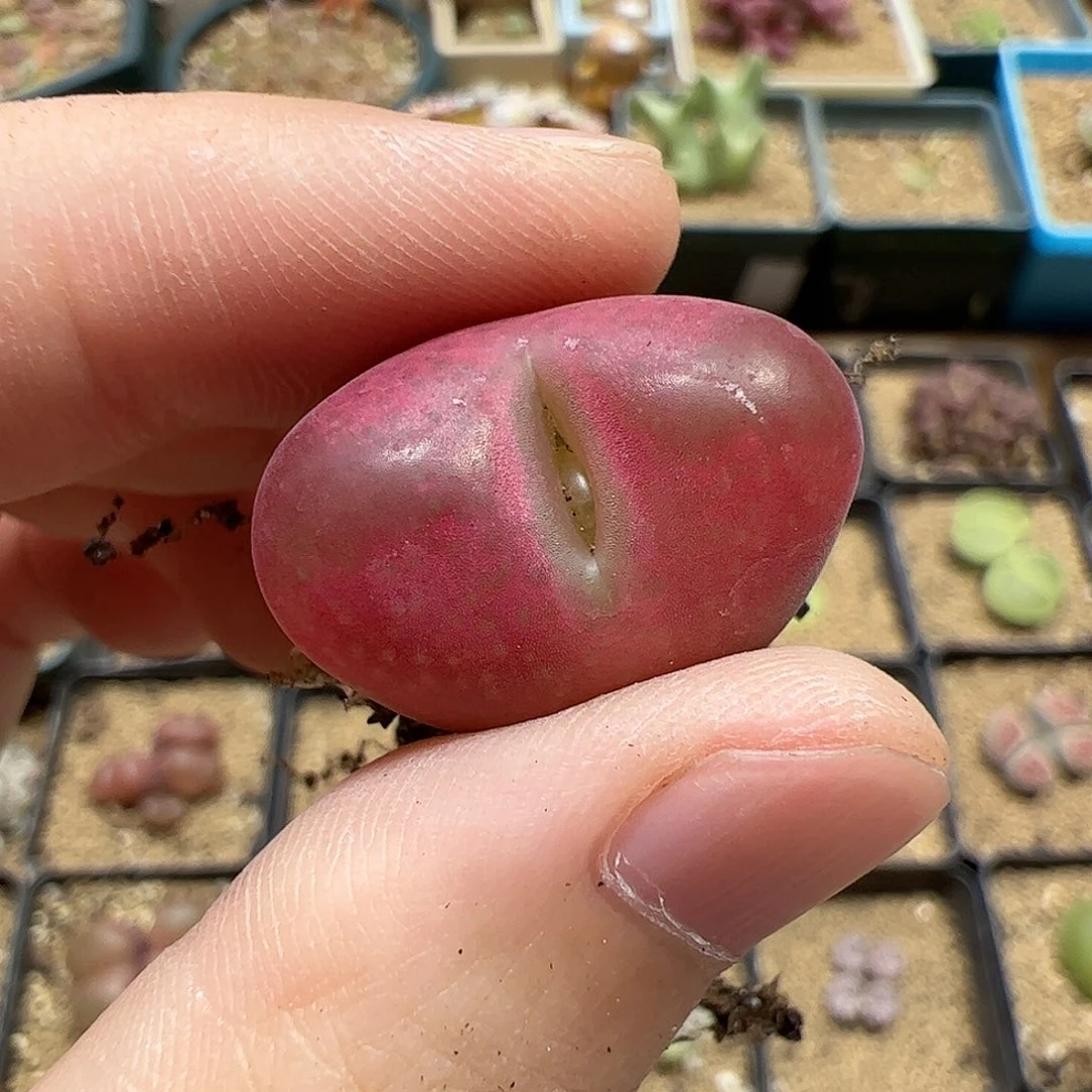 【闪购商品】95 秒