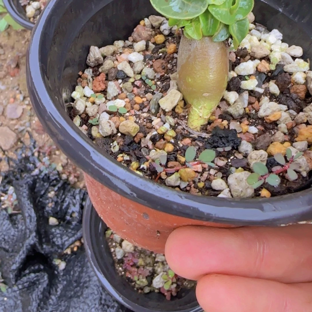 块根植物块根植物