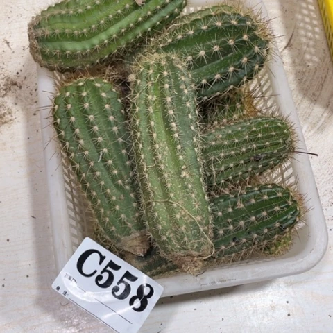 瑕疵的毛花柱c 558