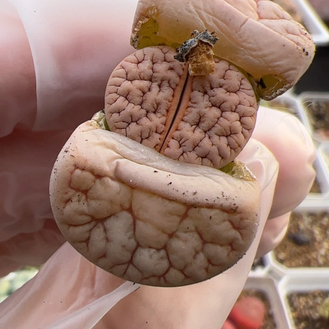 0541号 荒多肉植物