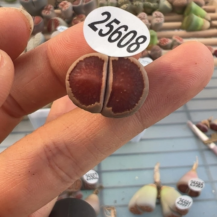 两***短25608粉色福利1111