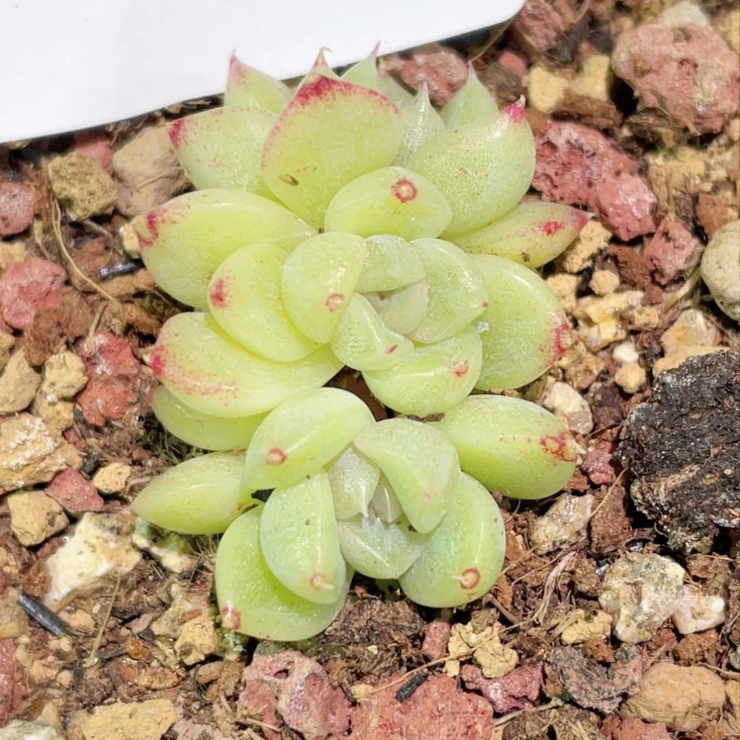 花***?881号糖心冰心珍妮