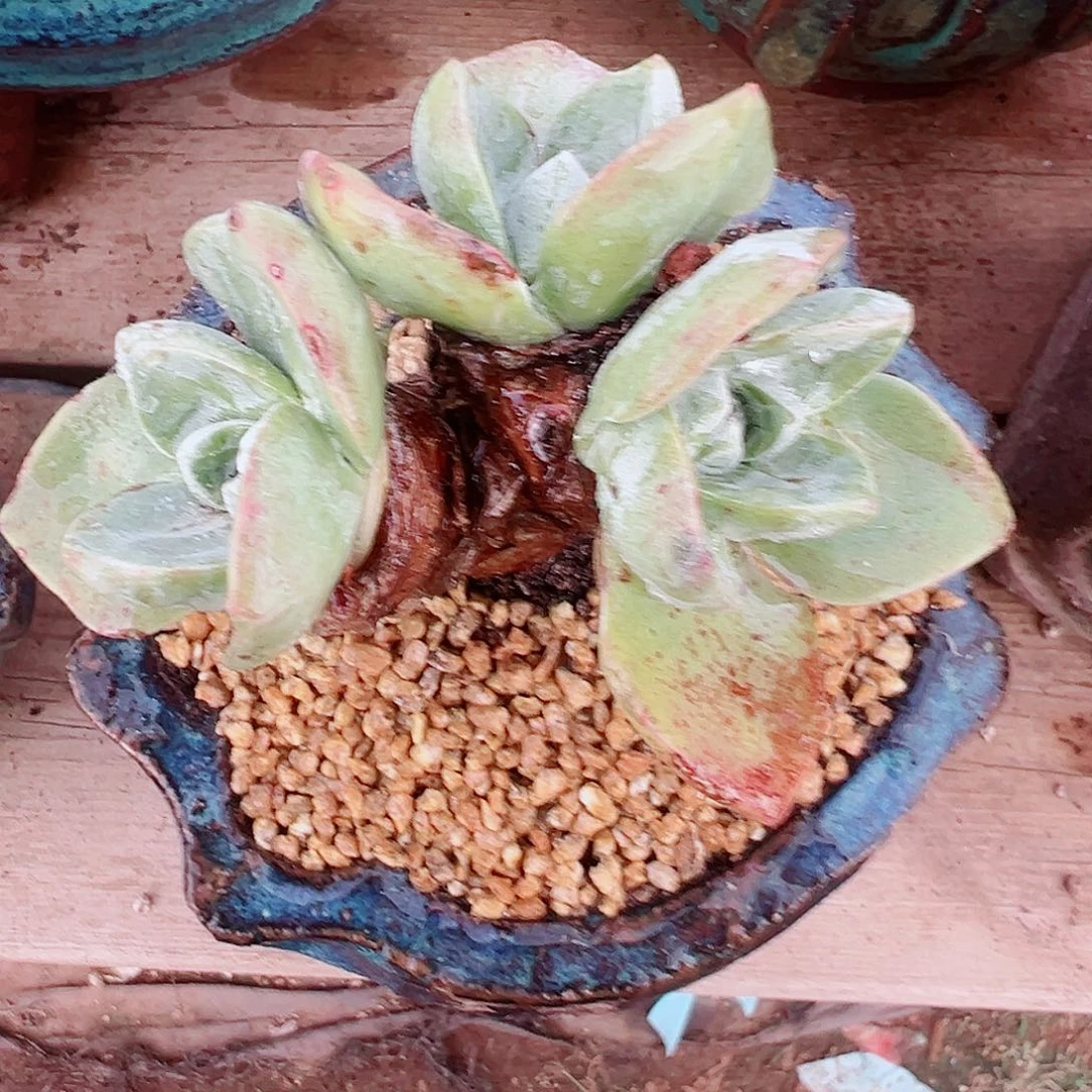 8820泡西弗洛拉苹果叶仙女杯