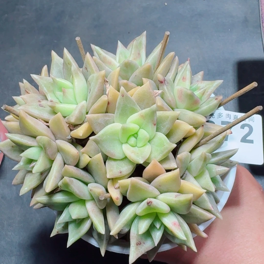 黄金表丽娜群生      愿你一路坦途，乘风破浪展宏图