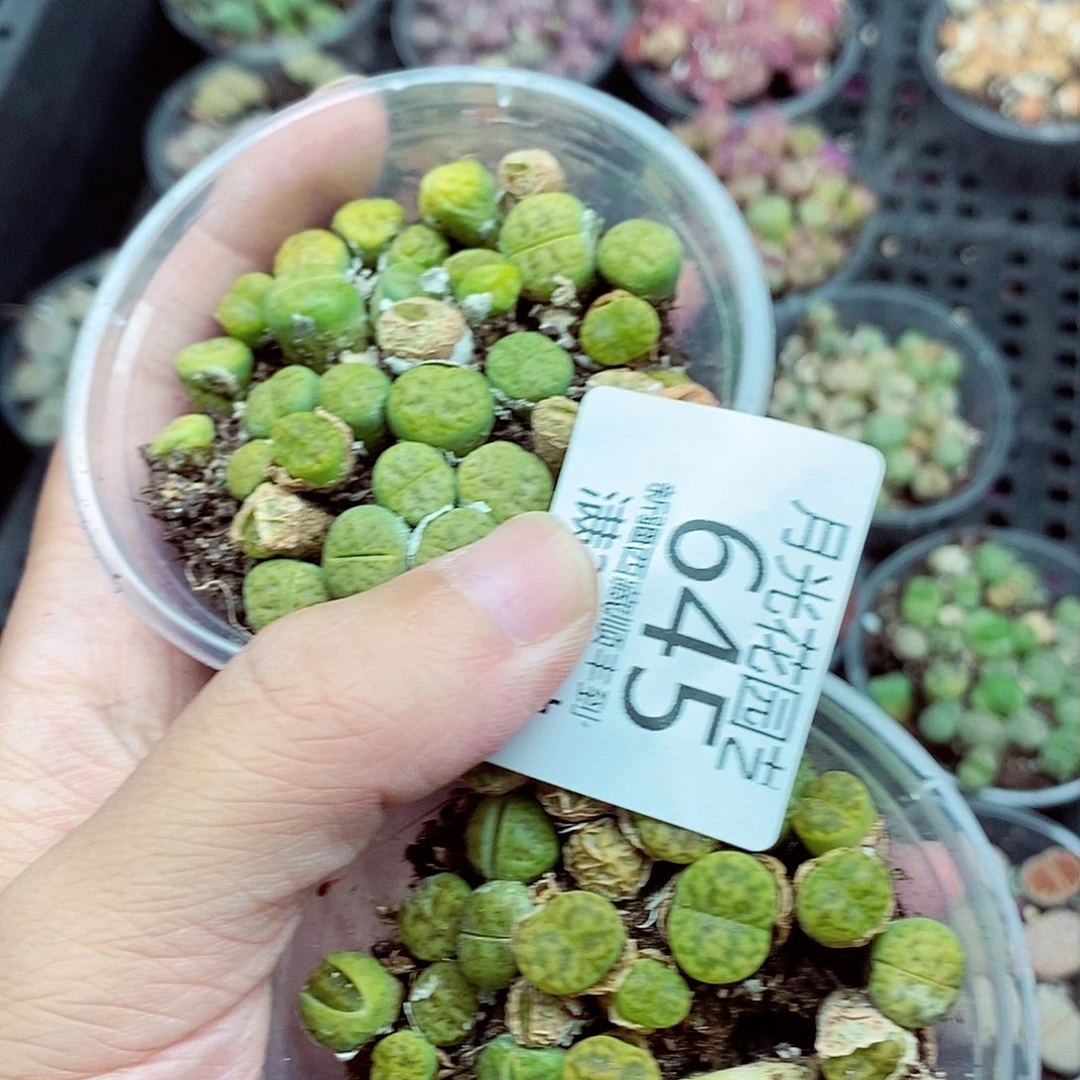 F****?我们还不一定在一次645