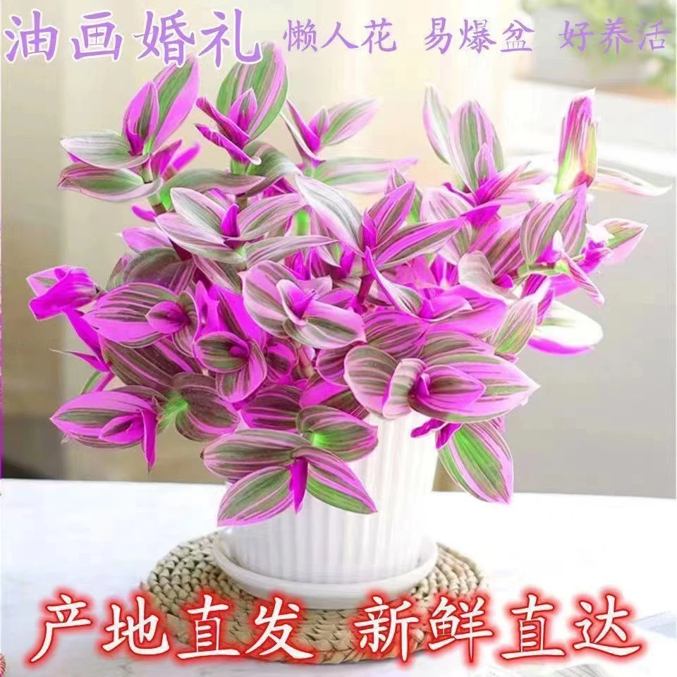 油画婚礼三色懒人进口吊兰易爆盆好养活吸甲醛室内办公多肉植物