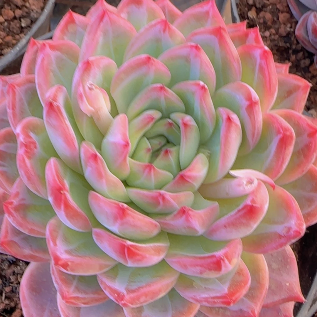 【闪购商品】母本模特红鸾