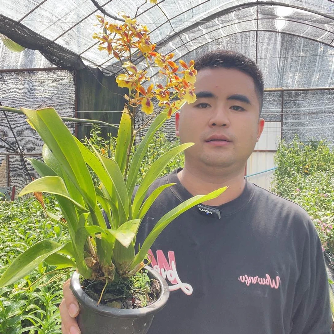 当前无花朵，栽培后可花朵文心兰