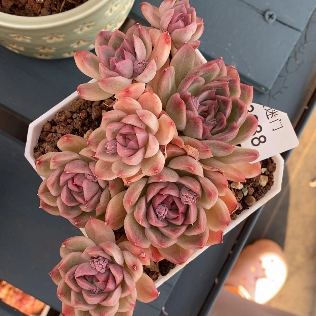 y****u杂交精品多肉3388