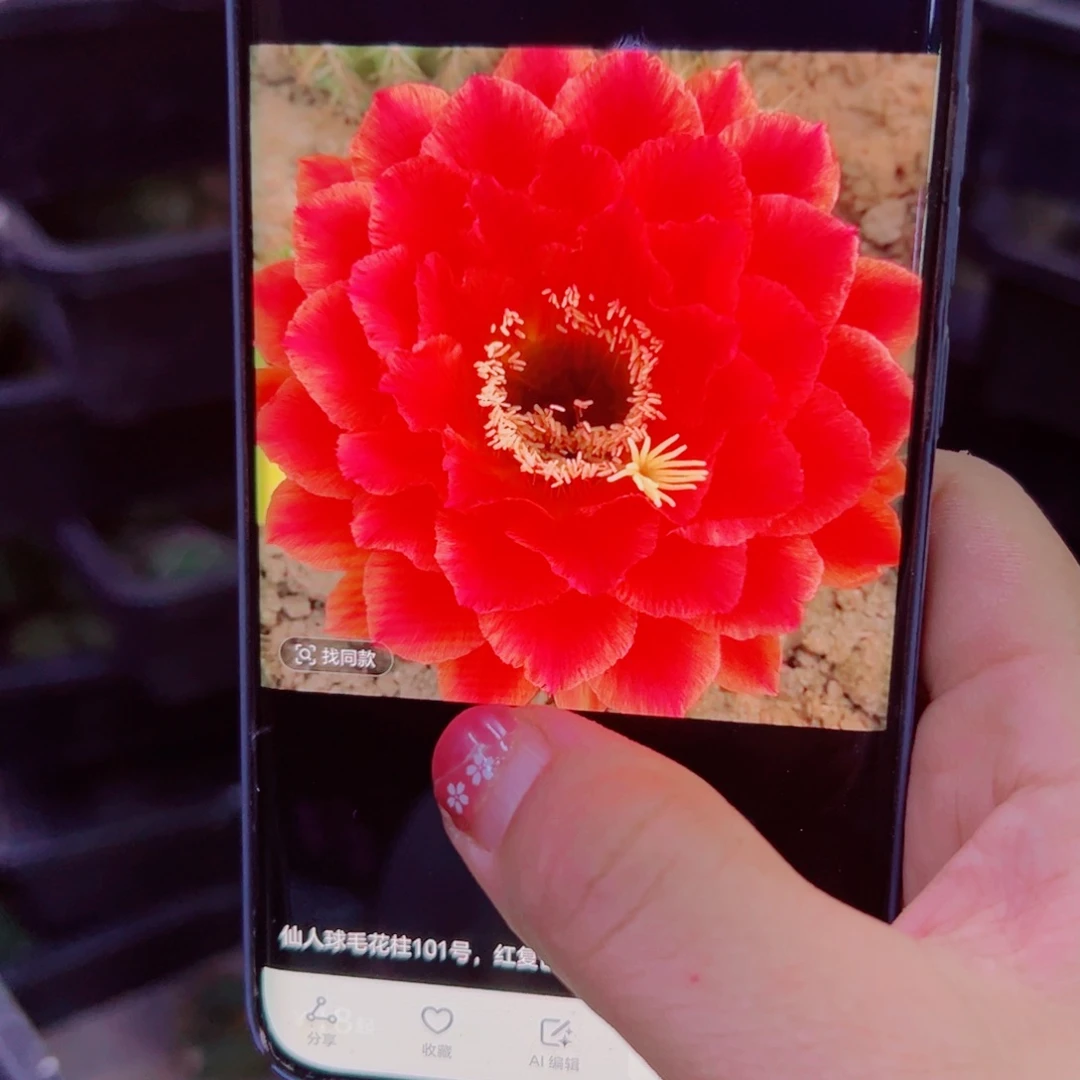 下32毛清清101 歪无根侧芽5公分左右20包邮