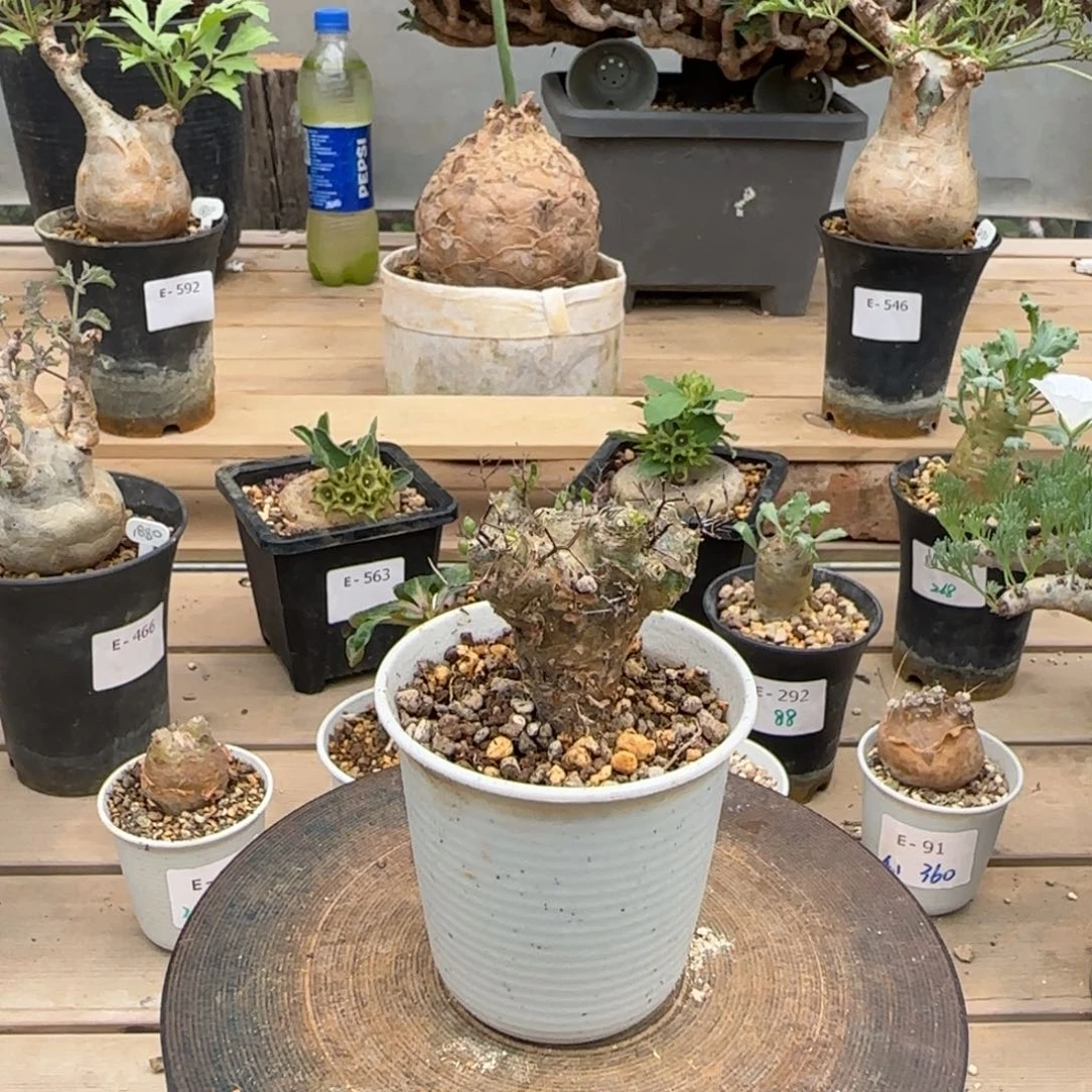 608万物想奇峰锦块根植物