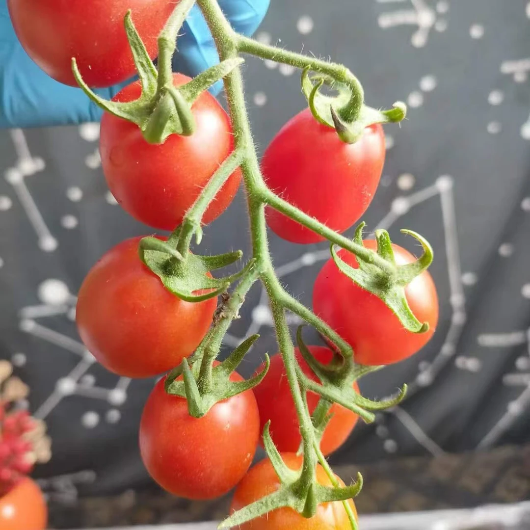 串收红番茄2.8斤/3斤辽宁省