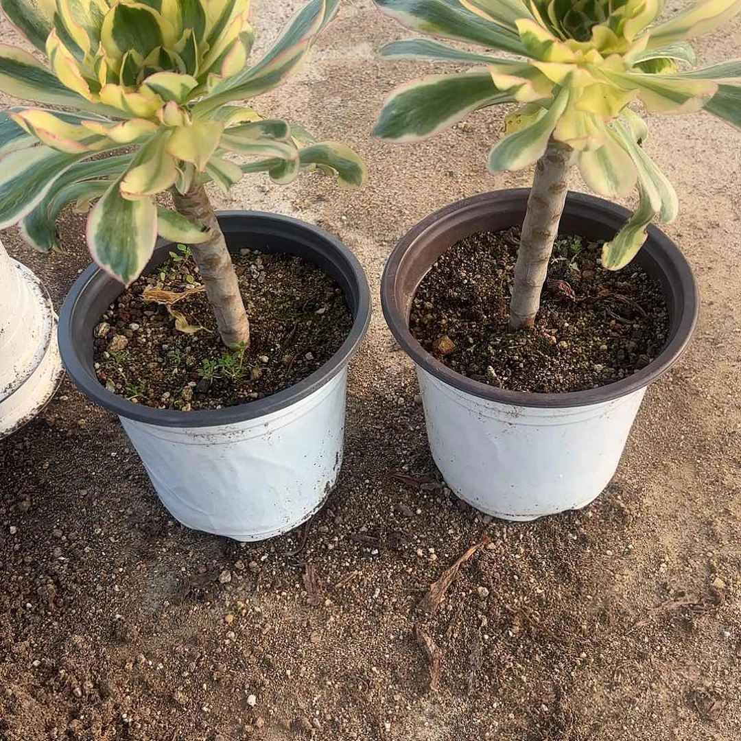 燕子锦两颗多肉植物