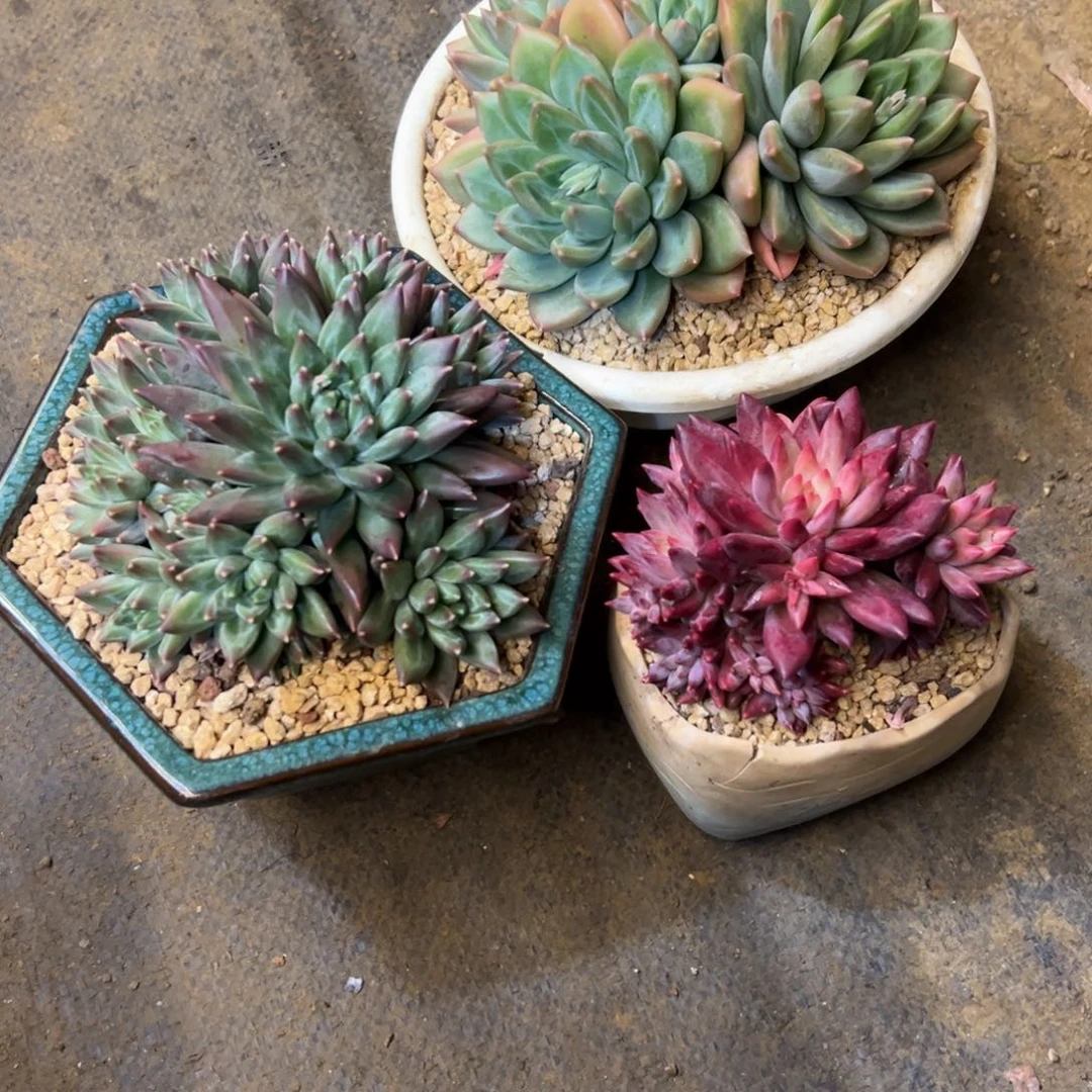 蓉***儿车厘子+美人杂+幻影美人