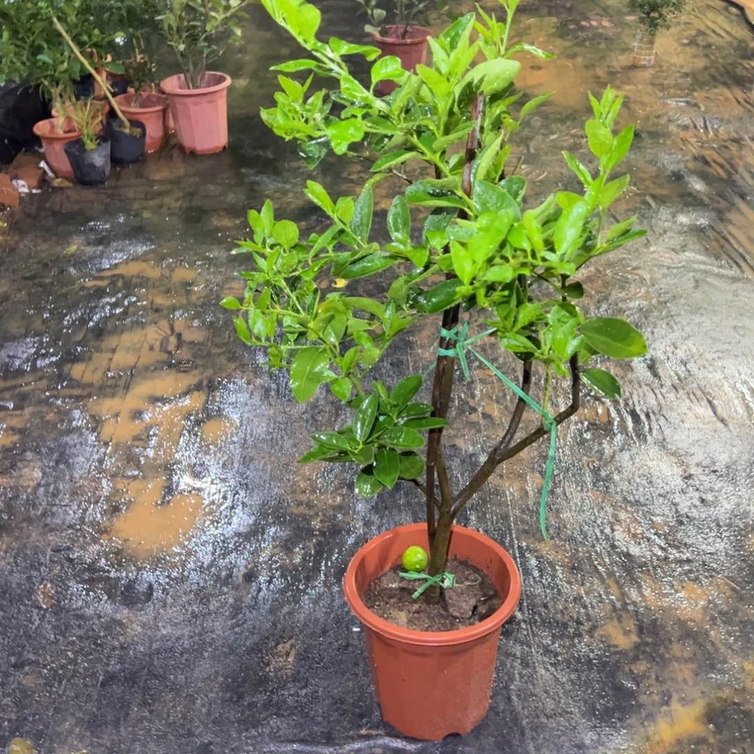 无花朵绿植花卉植物