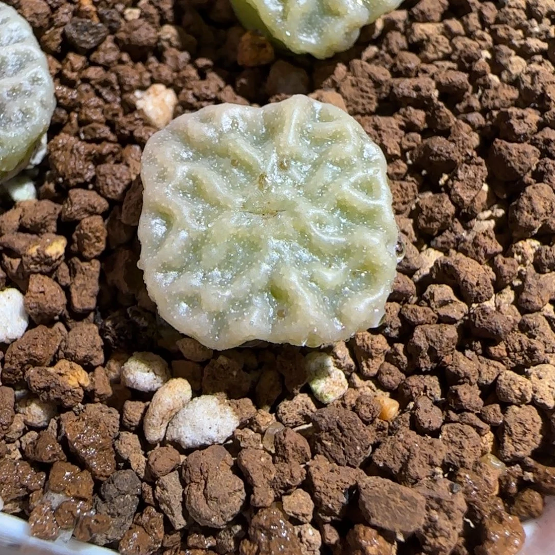 肉锥多肉植物组合-超烧母本1662