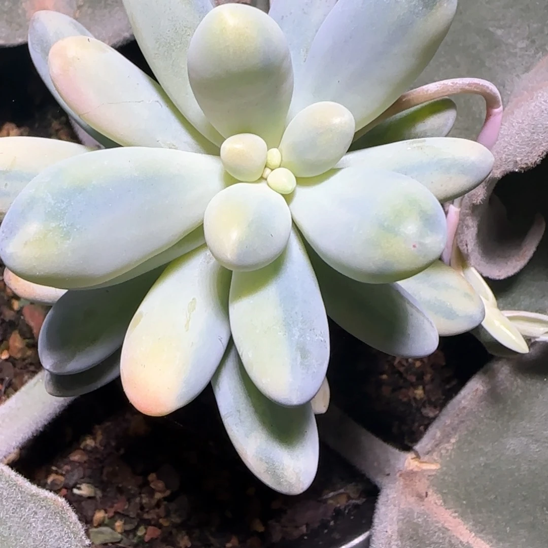 汤圆彩锦，多肉植物