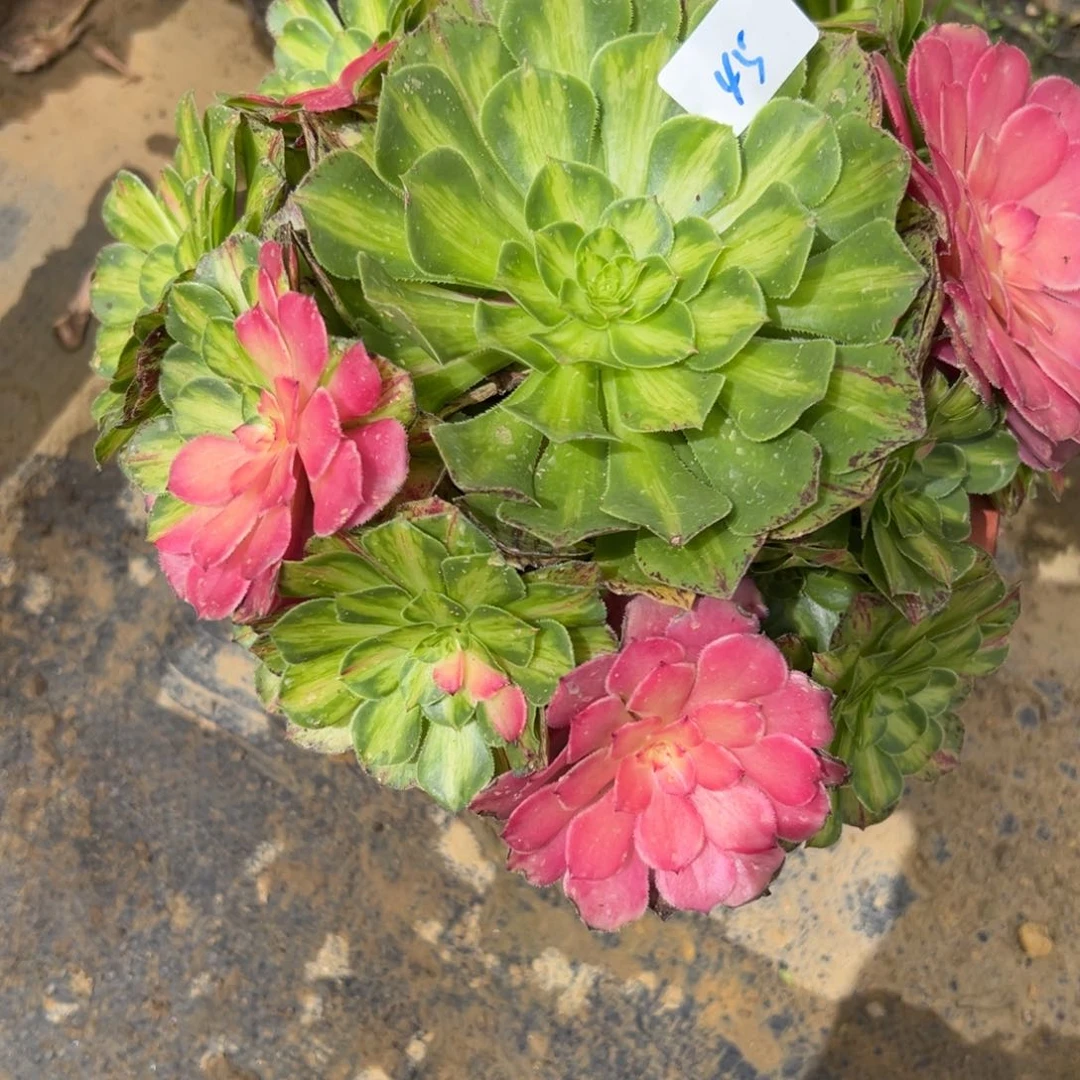 45知否多肉植物系