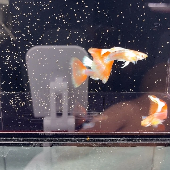 孔雀鱼火烧云飞船3公2母