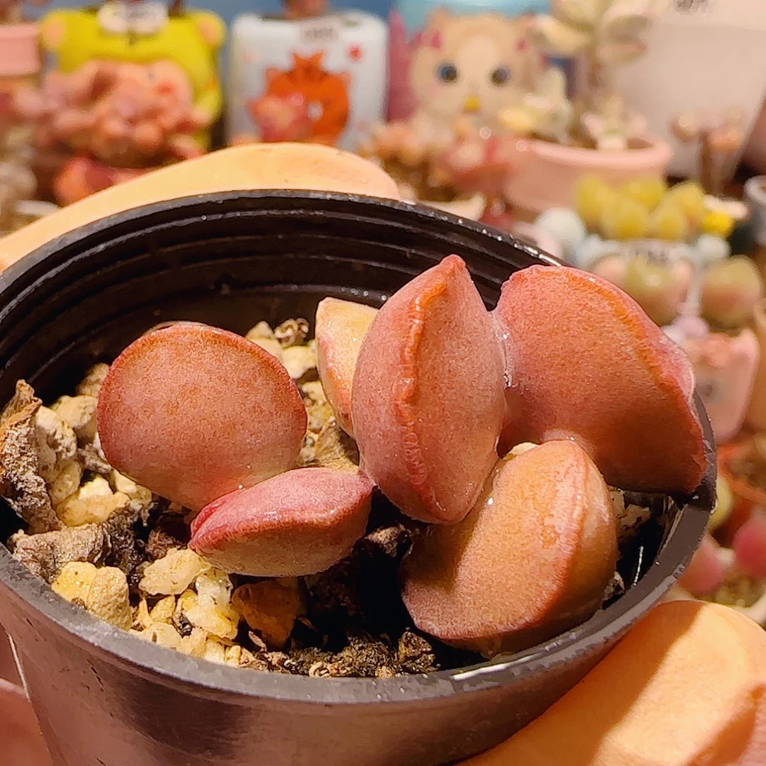 T可爱雪蛋盆口3.5cm