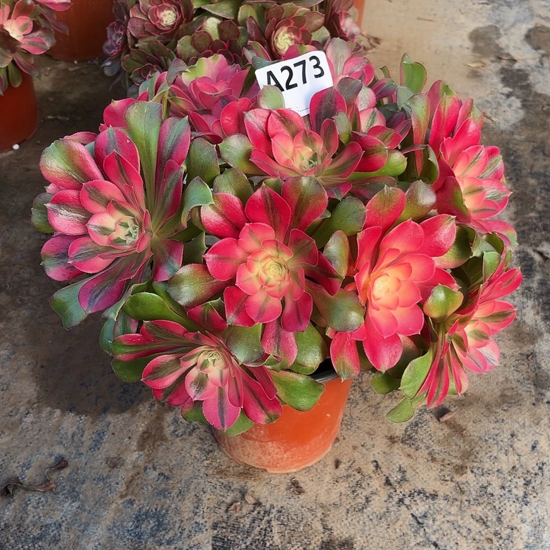 从林香妃273多肉植物