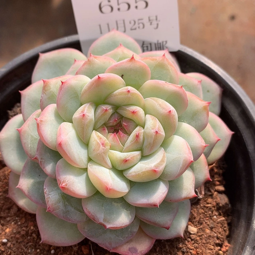 【闪购商品】云655号