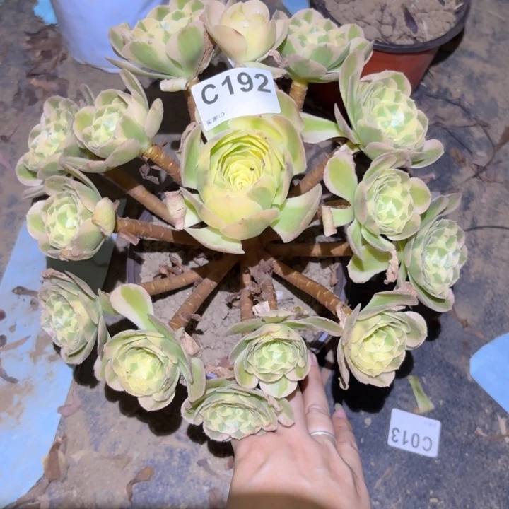 玉姿多肉植物不包损192