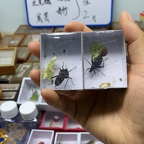 长须马蛉2只包邮