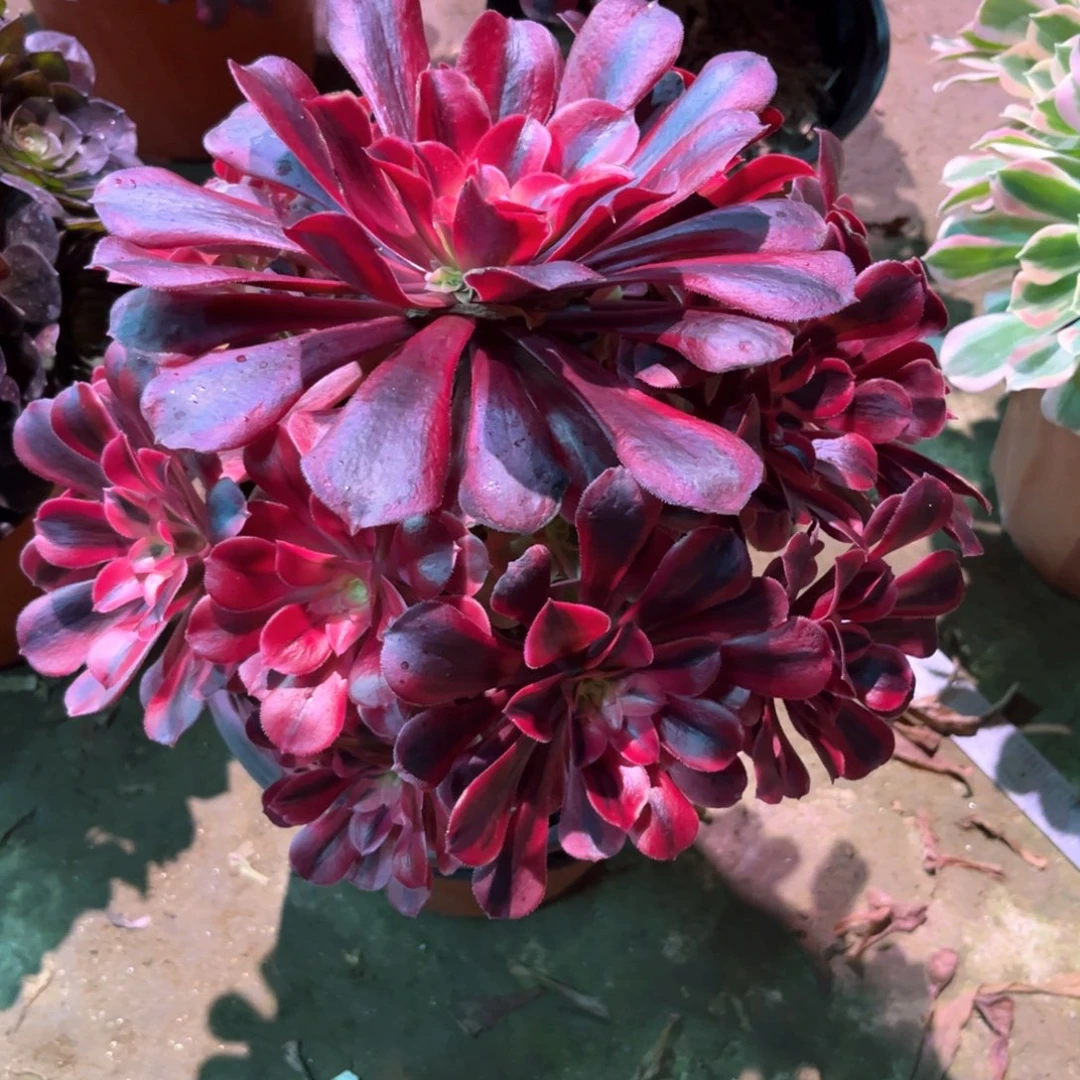 多肉植物美杜莎595