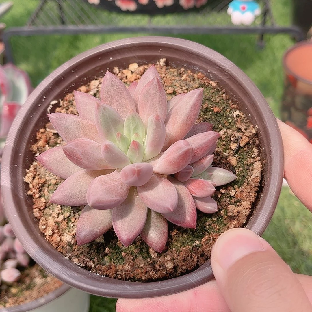 正版羽毛纹虞美人多肉