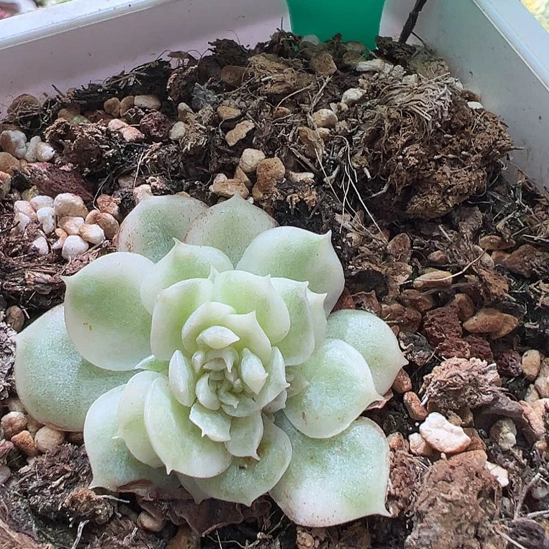 尧*多肉植物锦，石化