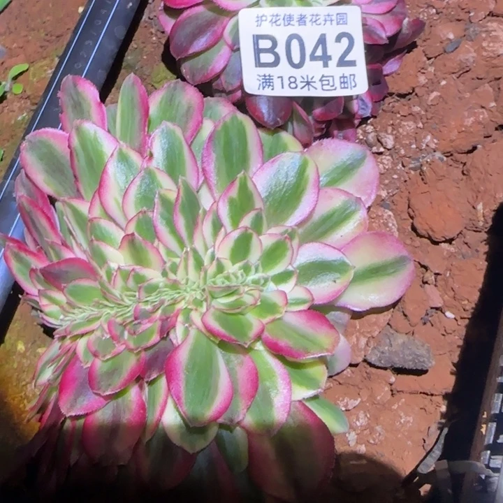 多肉法师淘宝福利