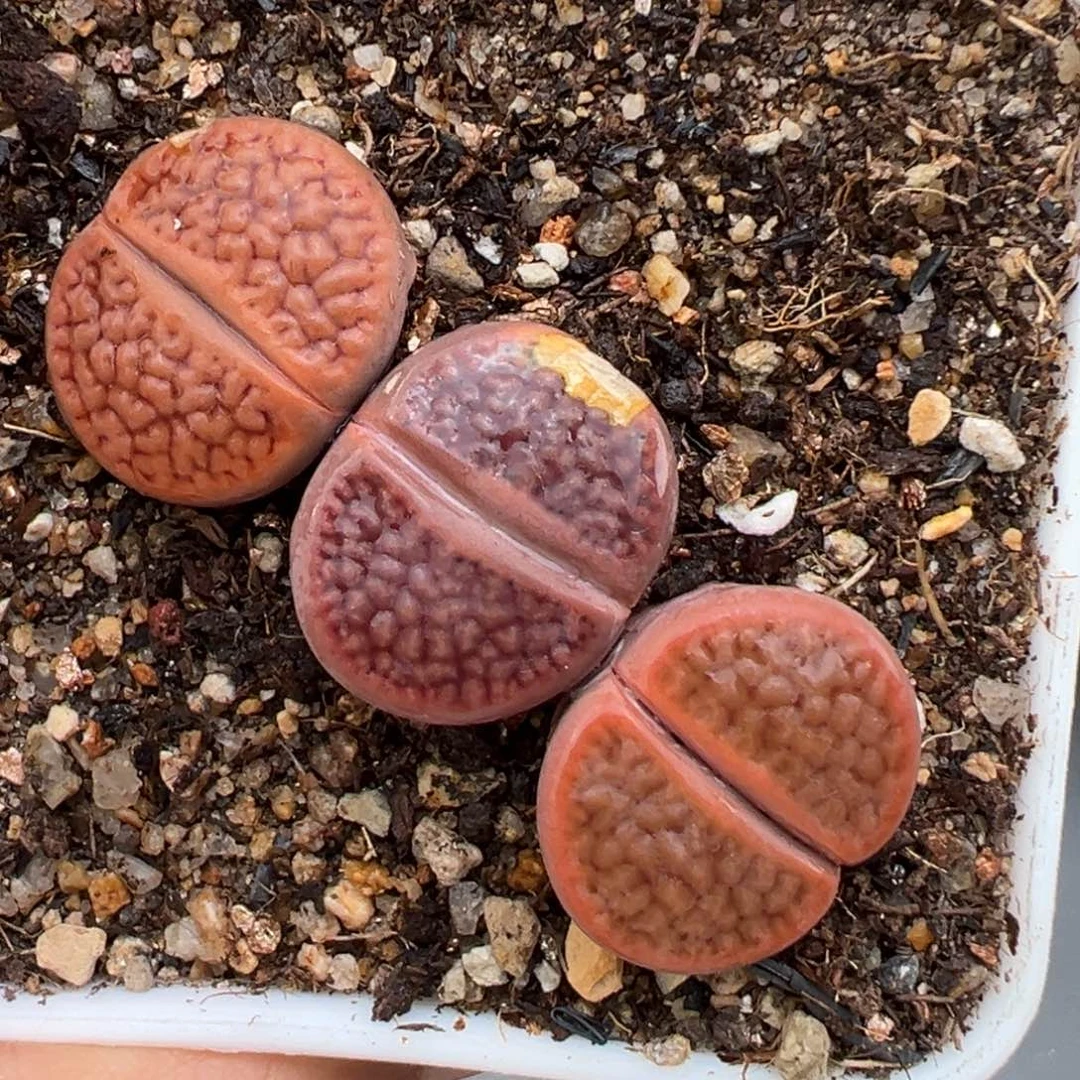 1.21好看的多肉993