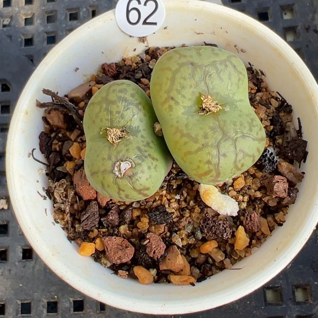 多肉植物11111111111111