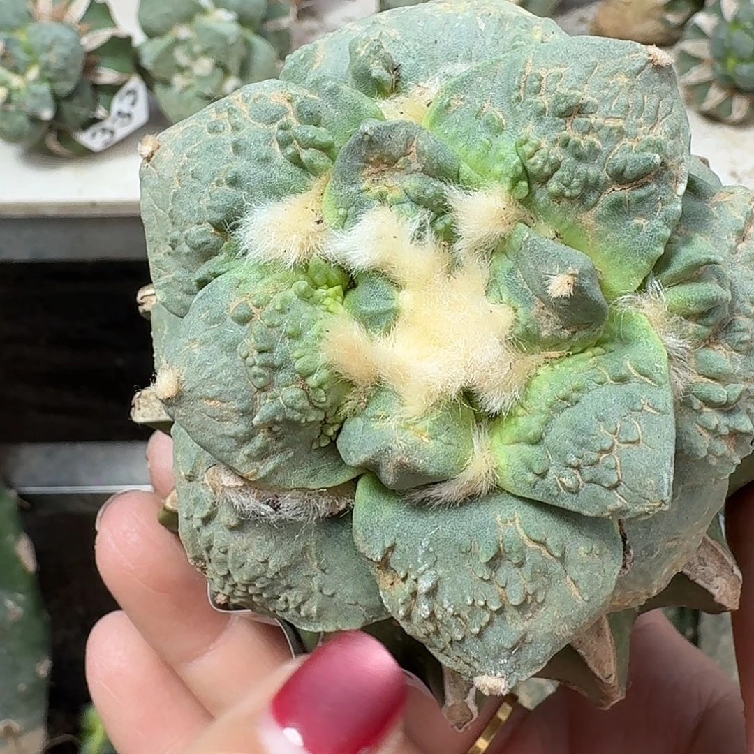 无花朵大尤怒涛牡丹336