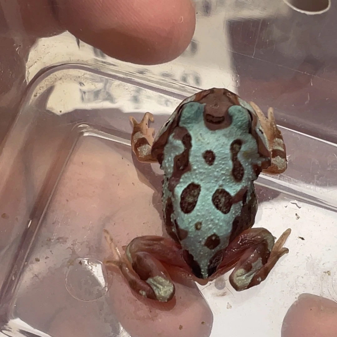 角蛙微瑕角蛙蓝变到货拍摄开箱视频包邮包活