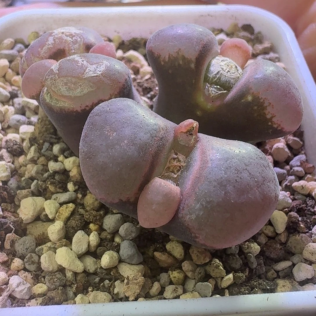 56号三头风铃炸窗特价
