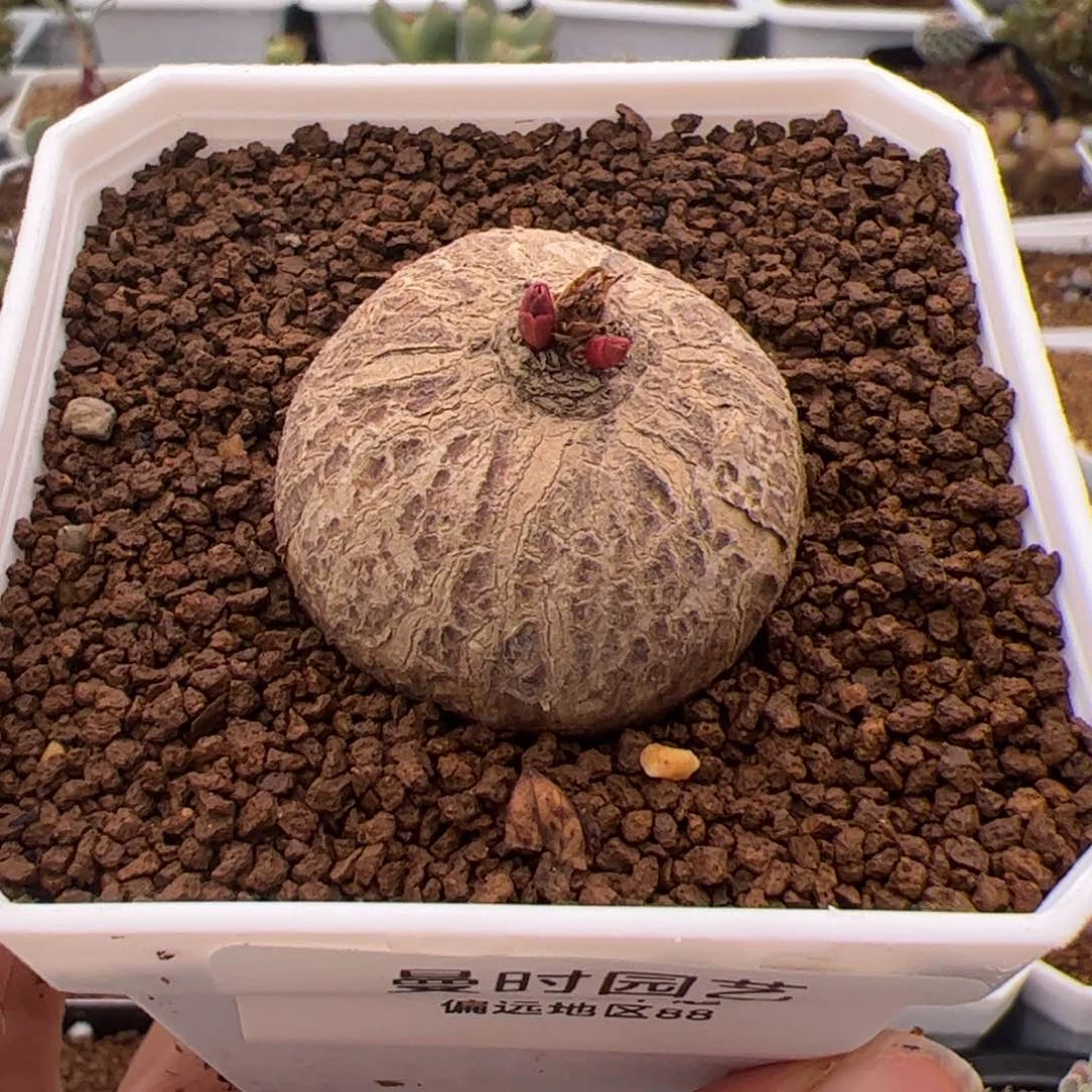 130号玫瑰大戟2.14多肉